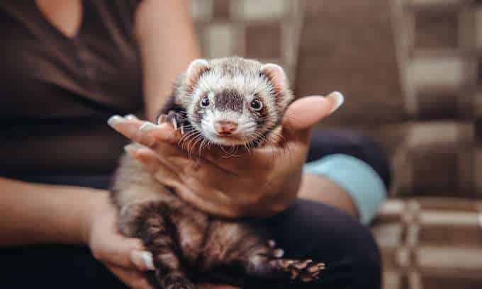 Do Ferrets Qualify as Emotional Support Animals?