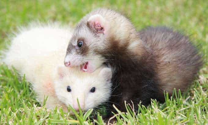 Drawbacks Of Emotional Support Ferrets