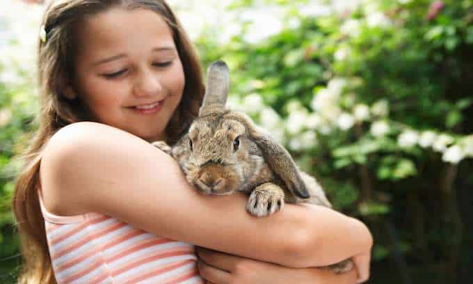 How to certify your rabbit as an emotional support animal