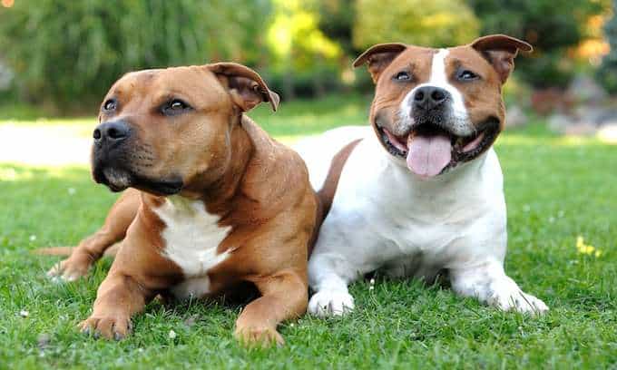 American Staffordshire Terrier dog