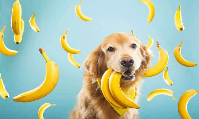 Can dogs eat bananas