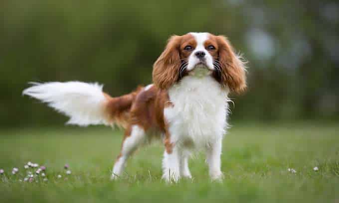 Cavalier King Charles Spaniel dog