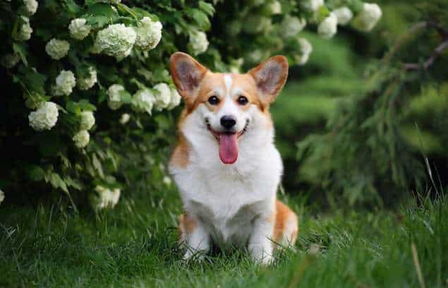 Corgi dog breed