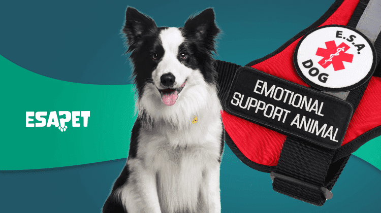 Emotional Support Animal