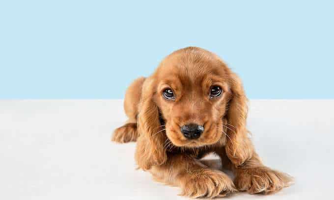 Looking so sweet and full of hope. English cocker spaniel young dog is posing. Cute playful braun doggy or pet is lying isolated on blue background. Concept of motion, action, movement.