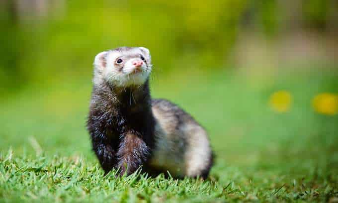 Emotional support ferrets