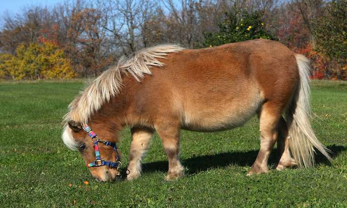 Emotional support miniature horses