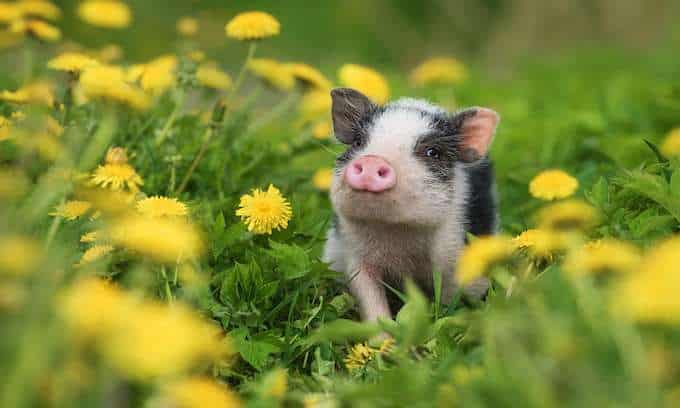 Emotional support miniature pigs