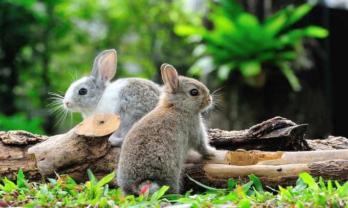 Emotional support rabbits