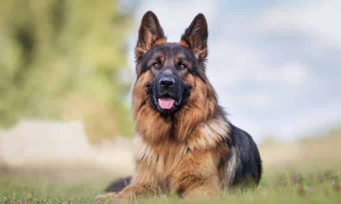 German shepherds breed