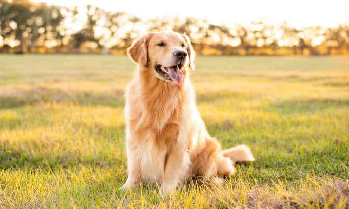 Golden Retriever dog