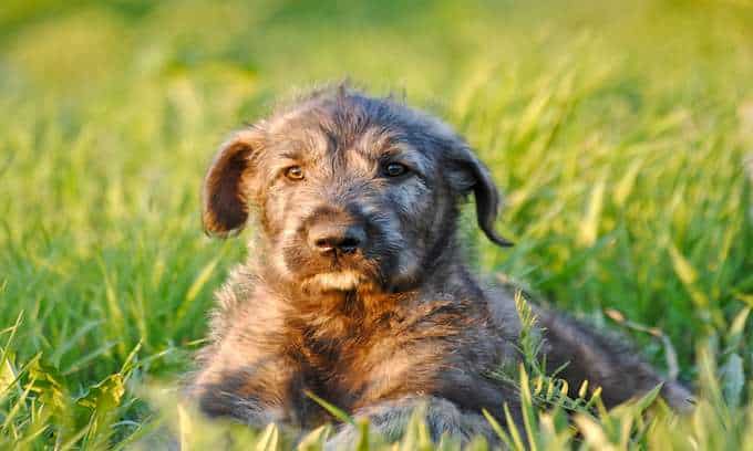 Irish Wolfhound dog