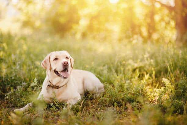 Labrador Retriever dog