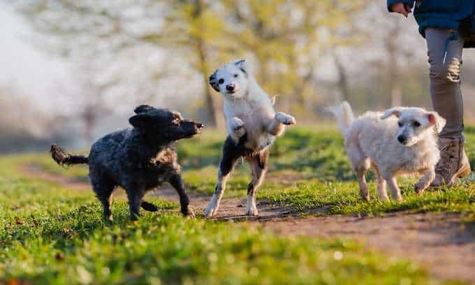 Mixed dog breed