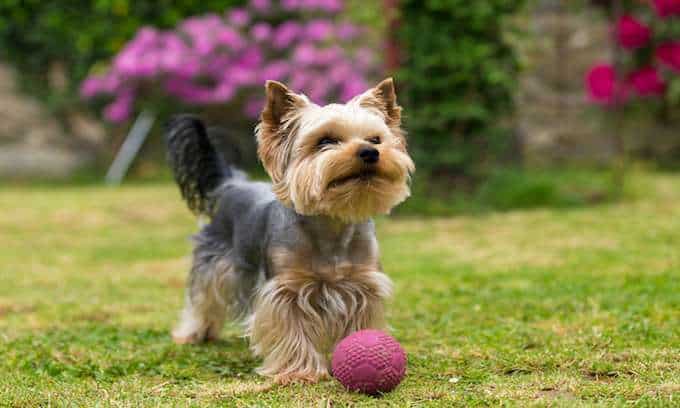 Yorkshire Terrier dog