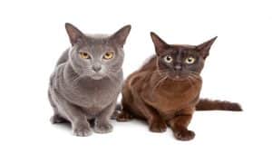 Burmese cats