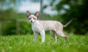 Cornish rex cats