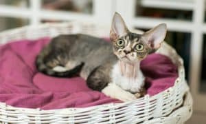 devon rex cat