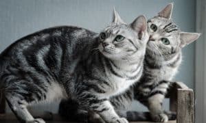 Emotional support cat breeds for mental support