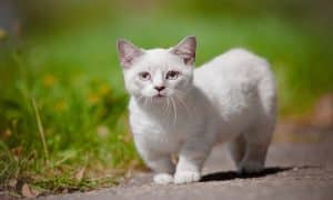 Munchkin cats