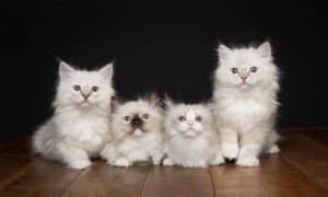 RagDoll Cats