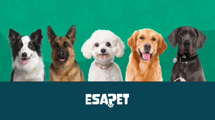 Understanding ESA Breed Restrictions