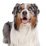 Australian Shepherd