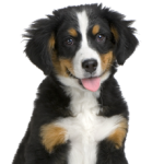 Bernese Mountain Dogs