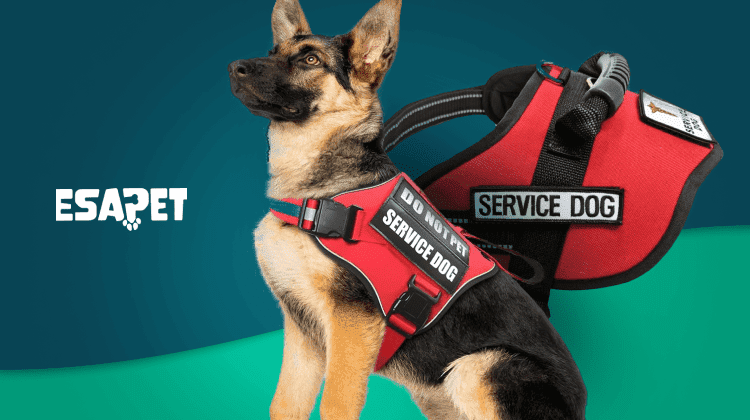 psychiatric service dog